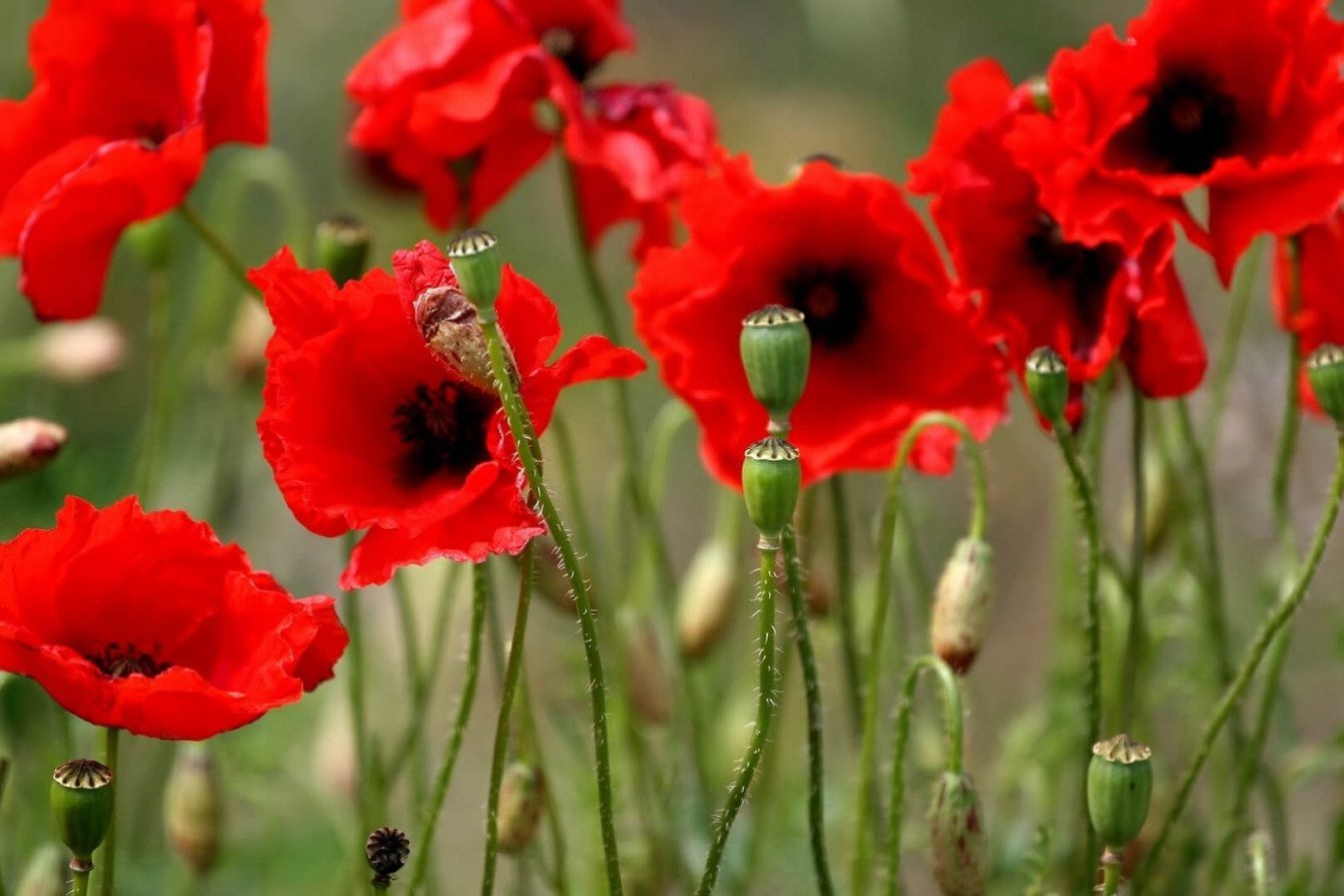 С 1 июня по 15 сентября на территории Бешенковичского района проходит специальная программа «Мак»