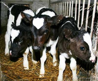 ПОДВЕЛИ ИТОГИ РАБОТЫ В ЖИВОТНОВОДСТВЕ