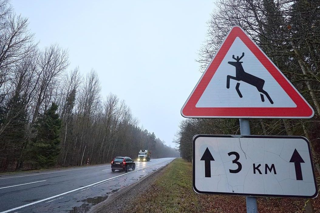 ГАИ предупреждает: дикие животные на дороге