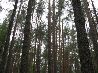 НЕДЕЛЯ ЛЕСА - 2016