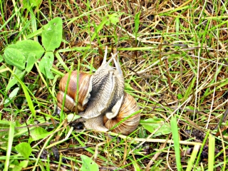 НА ТОРГАХ ПРОДАВАЛИ ПРАВО ЗАГОТОВКИ ВИНОГРАДНОЙ УЛИТКИ