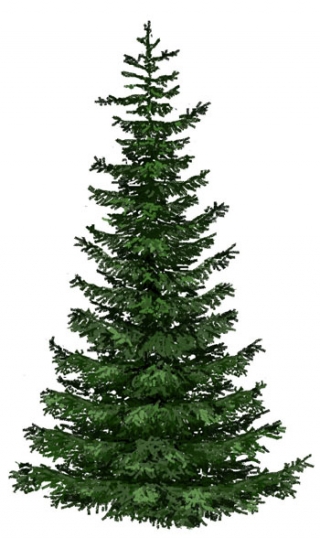 ГДЕ КУПИТЬ НОВОГОДНЕЕ ДЕРЕВЦЕ?