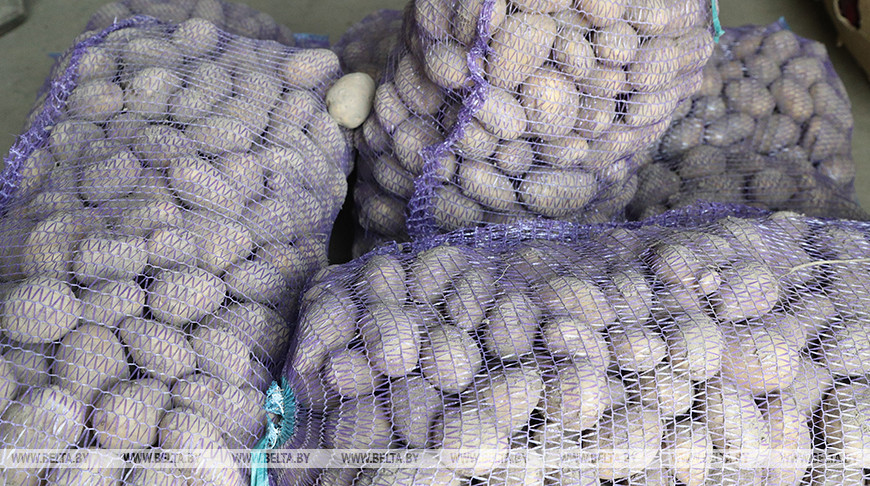 Облсельхозпрод: в Витебской области картофель убран на 94% площадей