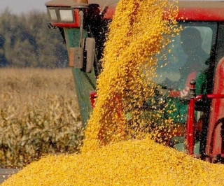 РАСТУТ ПОКАЗАТЕЛИ В СЕЛЬСКОМ ХОЗЯЙСТВЕ