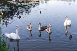 402 нарушения природоохранного законодательства выявлено в Бешенковичском районе в 2025 году