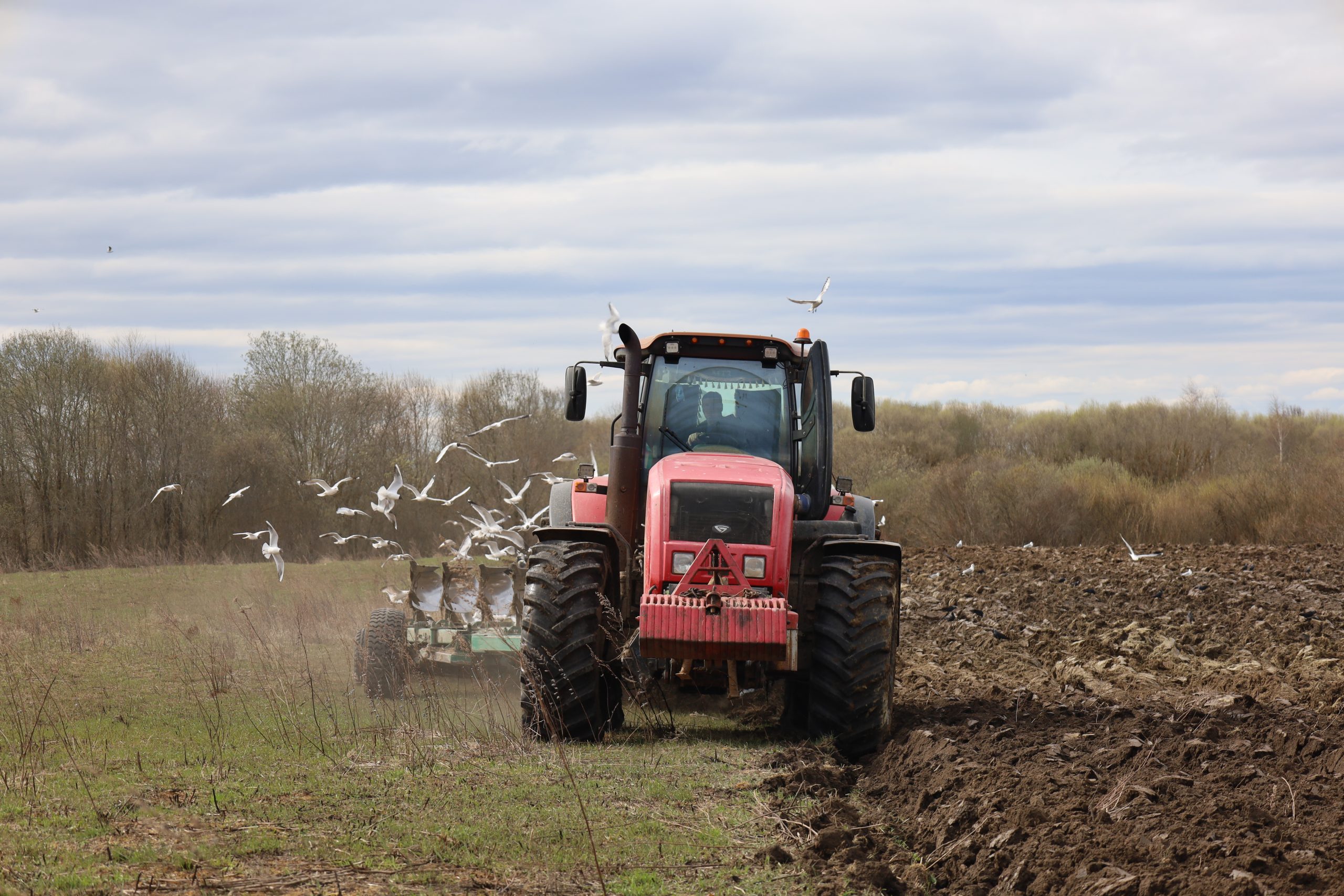 У ЗАТ «ААБ-Агра Наватар» засеяна 645 гектараў яравых
