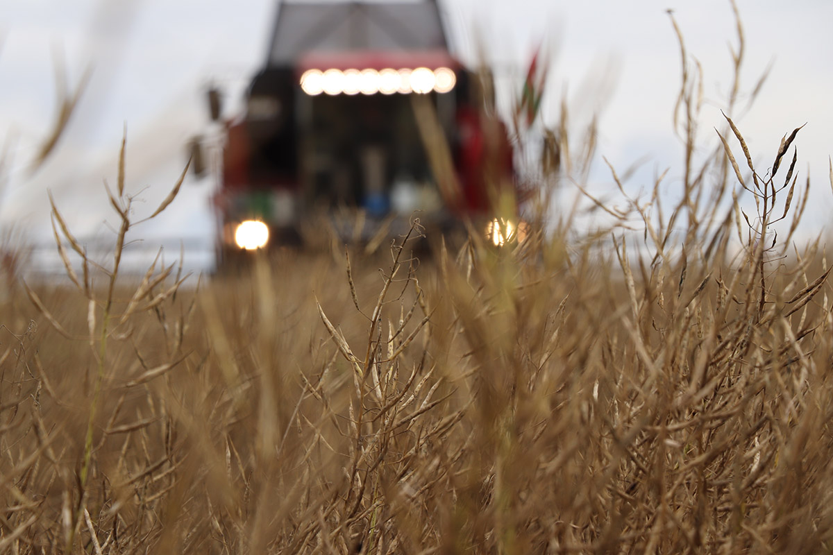 На поля Витебской области вышли первые комбайны