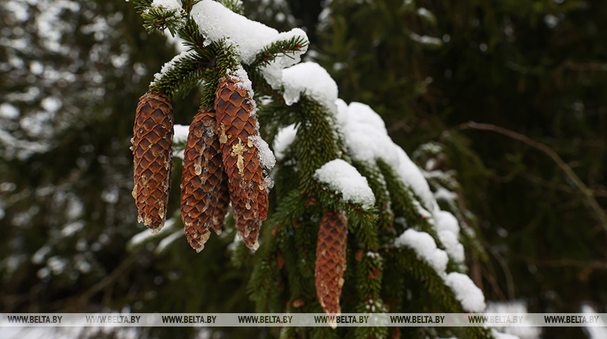 Лесхозы Витебской области планируют собрать более 37 тонн шишек сосны и ели