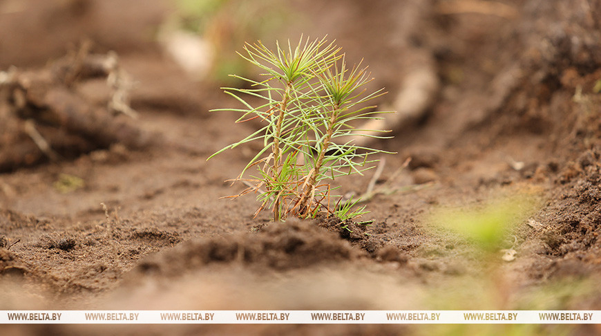 Belarus’ reforestation campaign planned for 11-31 October