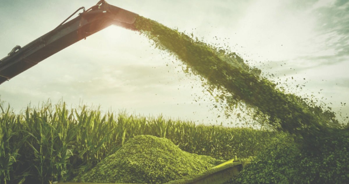 Бешенковичские аграрии приступили к уборке кукурузы на силос — важнейший источник энергии для животных