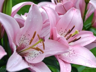 26 ИЮНЯ – ДЕНЬ РАБОТНИКОВ ПРОКУРАТУРЫ